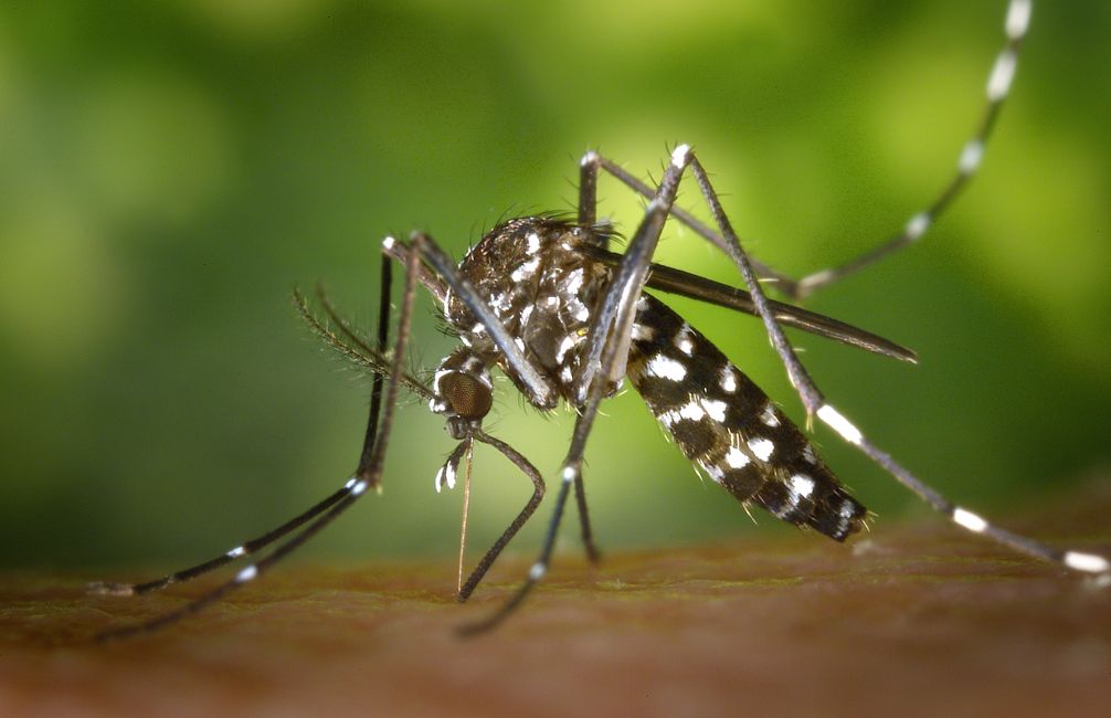 DENGUE